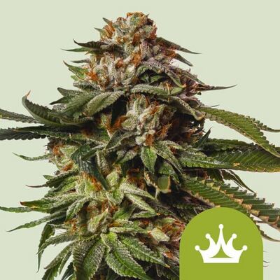 Auto Special Queen 1