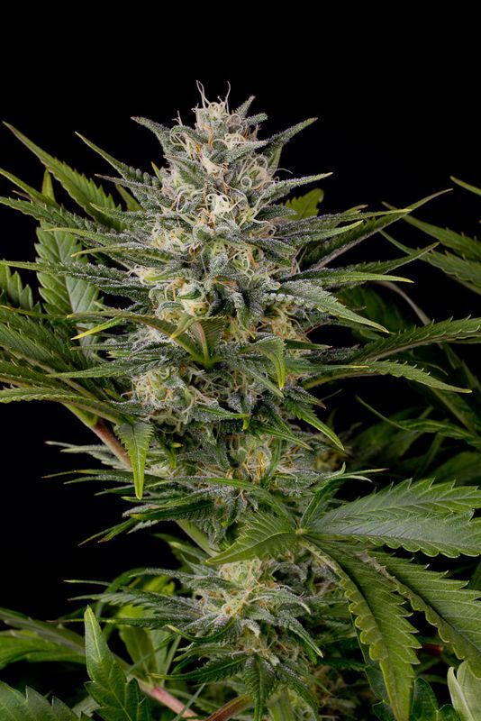 Graines de cannabis Pineapple Skunk féminisées de Humboldt Seed Org. pour intérieur et extérieur – image 2