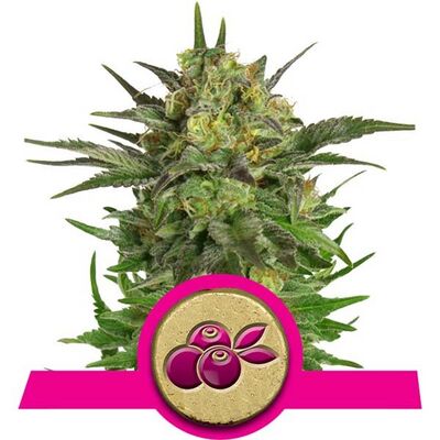 Haze Berry