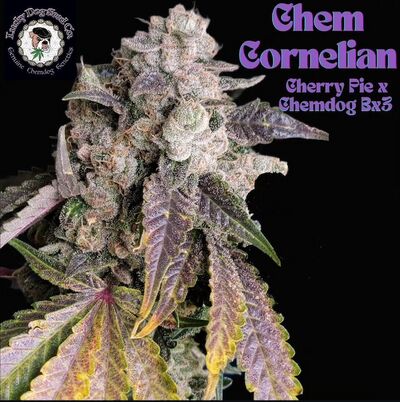 Chem Cornelian Régulier