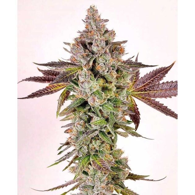 Cannabissamen Permafunk feminisiert von Compound Genetics für Indoor und Outdoor – Bild 2