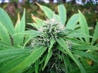 NL5 x Skunk Regular