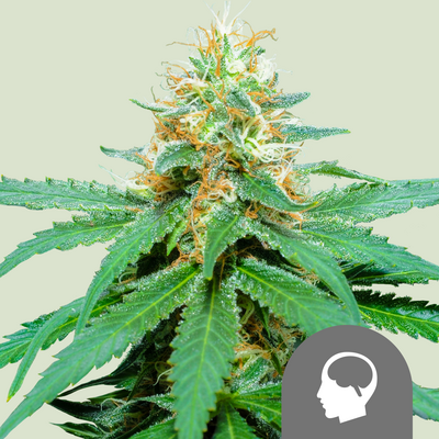 Amnesia Haze Régulier