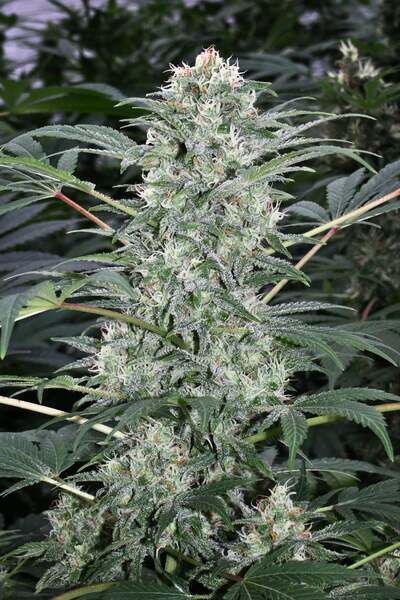 California Dream
