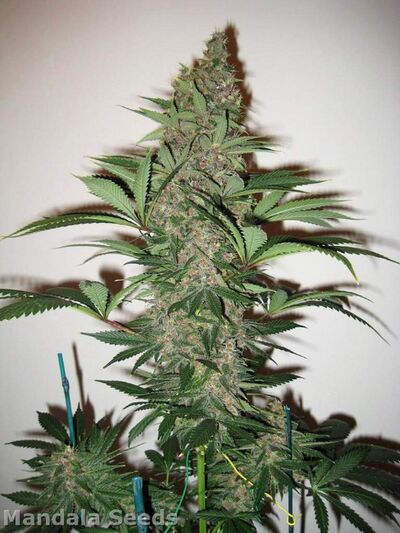 Mandala Nr 1 Regulär