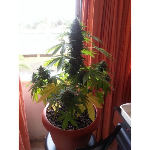 Graines de cannabis Auto Melon Gum féminisées de Dr. Underground pour intérieur et extérieur – image 2
