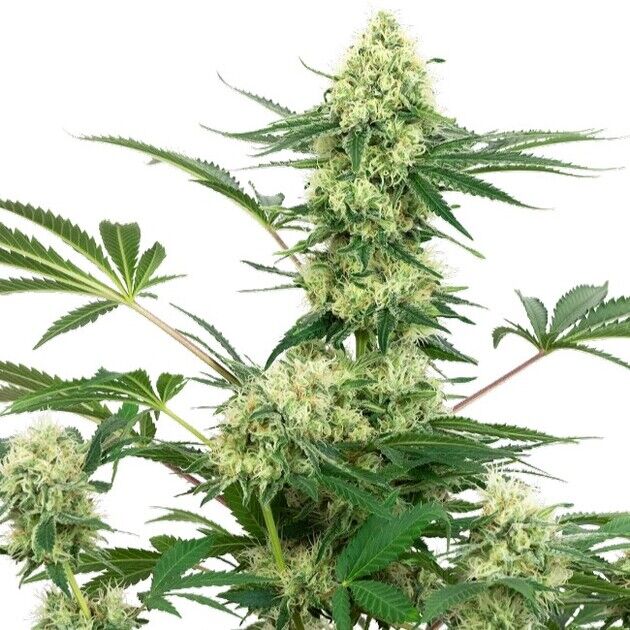 Wedding Cheesecake feminized cannabis seeds for indoor and outdoor cultivation
