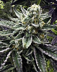 Commerce City Kush Regular