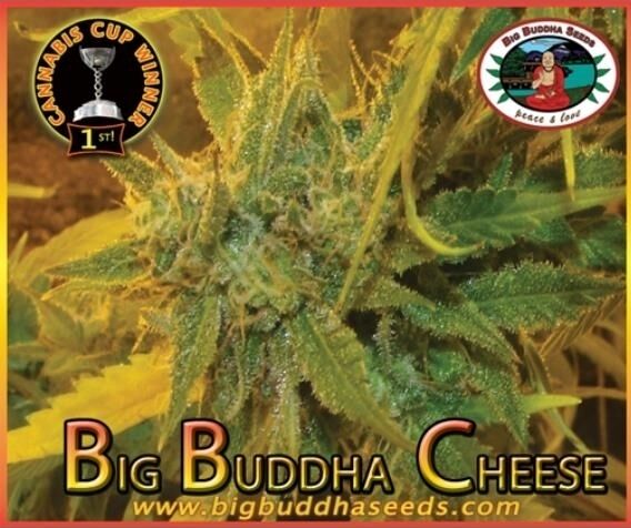 Cannabissamen Cheese feminisiert von Big Buddha Seeds für Indoor und Outdoor – Bild 2