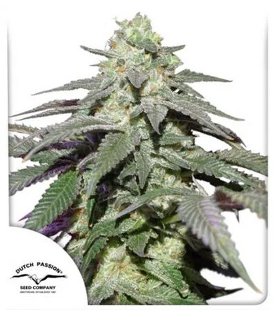 Auto Skywalker Haze