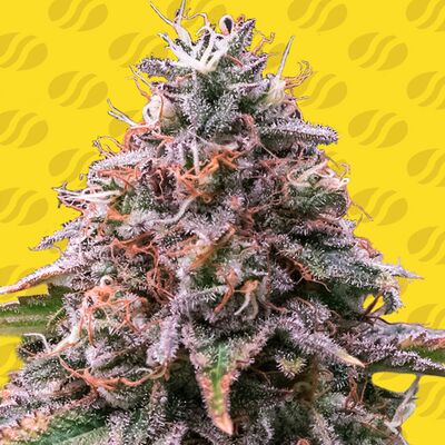 Auto Strawberry Pie