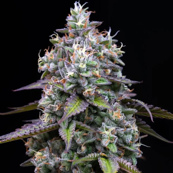 Graines de cannabis Zoap féminisées de Barney's Farm pour intérieur et extérieur – image 2