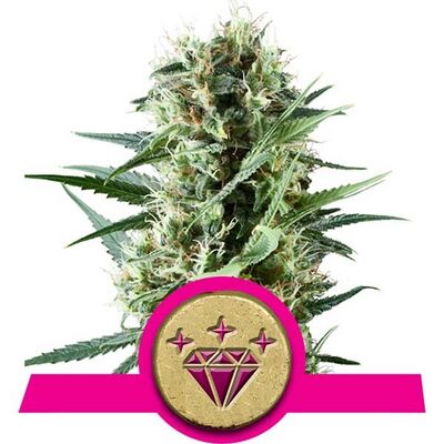 Special Kush
