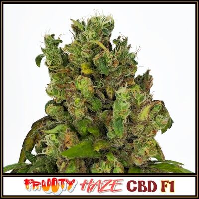 Fruity Haze CBD F1 Regular