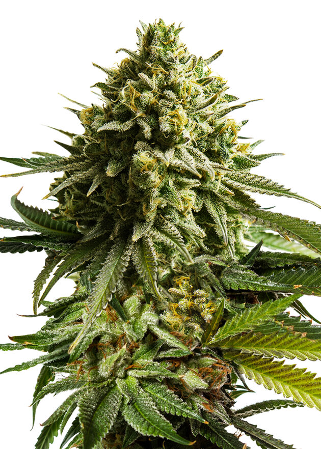 Cannabissamen Wedding Cake feminisiert von Royal Queen Seeds für Indoor und Outdoor