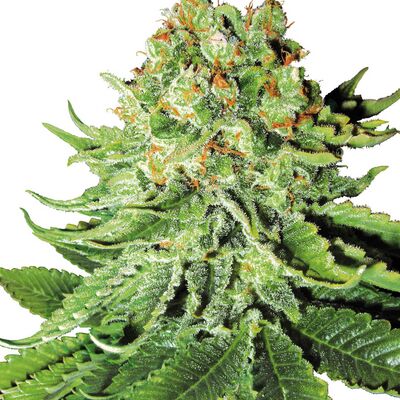 Auto Northern Lights