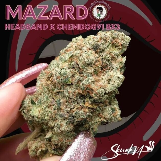 Cannabissamen Mazard Regulär von Lucky Dog Cannabis Co. für Indoor und Outdoor – Bild 2