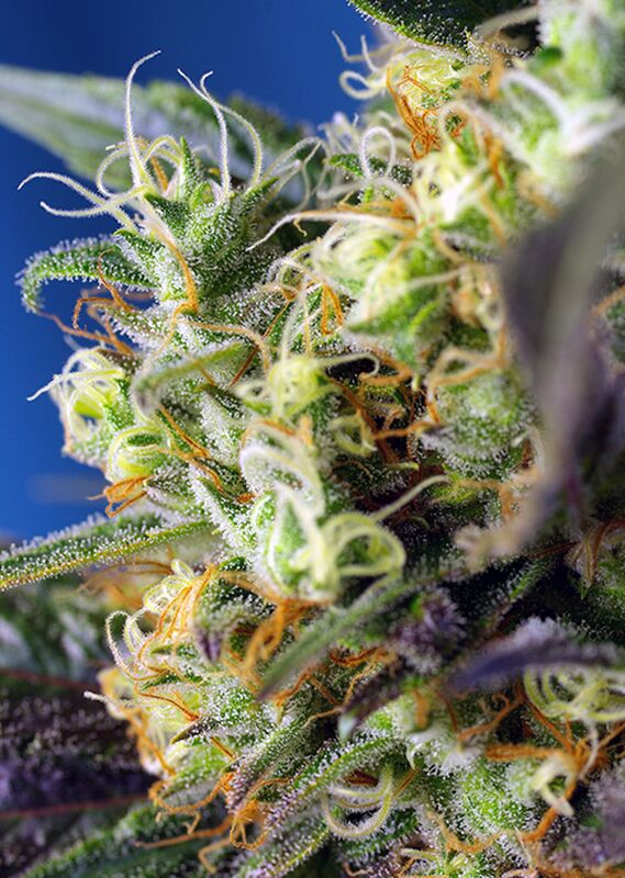 NY City Diesel Aka Ice Cool CBD feminised cannabis seeds by Sweet Seeds for indoor and outdoor – image 2