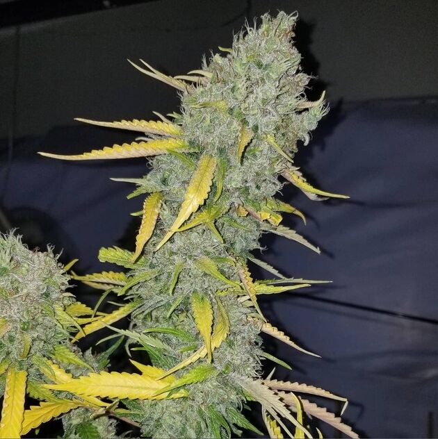Cannabissamen Chem Flyer Regulär von Lucky Dog Cannabis Co. für Indoor und Outdoor – Bild 4