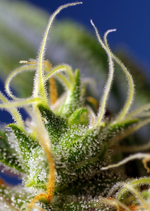 NY City Diesel Aka Ice Cool CBD feminised cannabis seeds by Sweet Seeds for indoor and outdoor – image 3