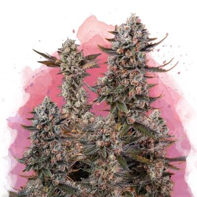 Lithium OG Kush