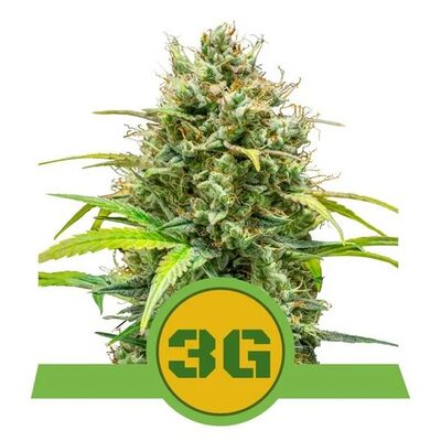 Auto Triple G
