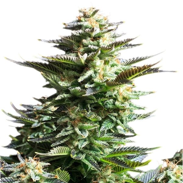 Graines de cannabis Amnesia Haze féminisées de Royal Queen Seeds pour intérieur et extérieur – image 2