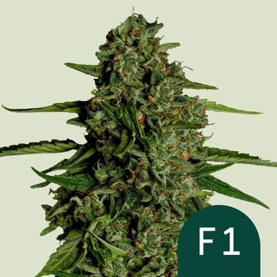 Auto Medusa F1 (F1-Hybrid)