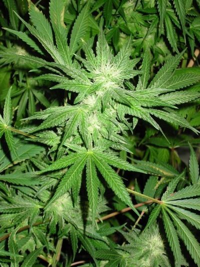 White Rhino
