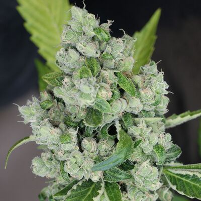 Sour Diesel BX 2 Régulier