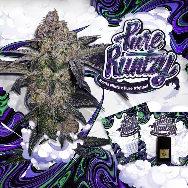 Pure Runtzy feminised cannabis seeds by T.H. Seeds for indoor and outdoor – image 2