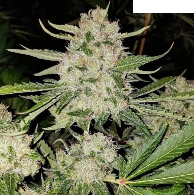 Cannabissamen Russell Regulär von Lucky Dog Cannabis Co. für Indoor und Outdoor – Bild 3