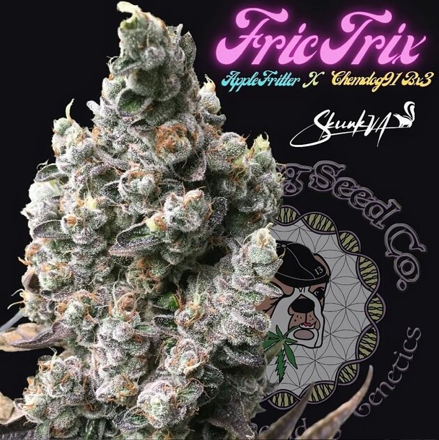 Cannabissamen Frictrix Regulär von Lucky Dog Cannabis Co. für Indoor und Outdoor – Bild 2