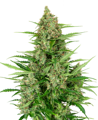 Auto Double Kush Cake