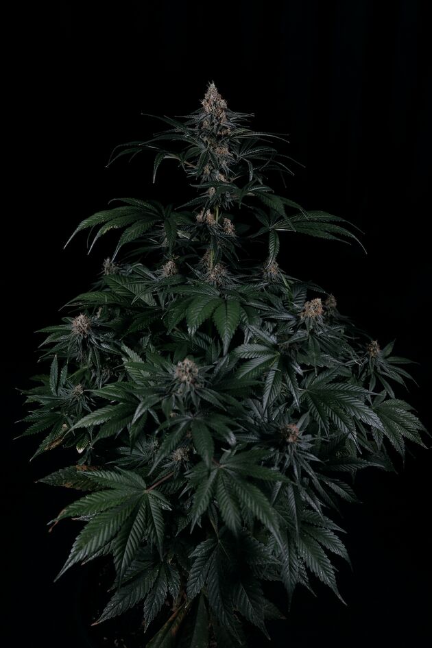 Dorothy Regular cannabis seeds by Helvetic Seeds for indoor and outdoor – image 3