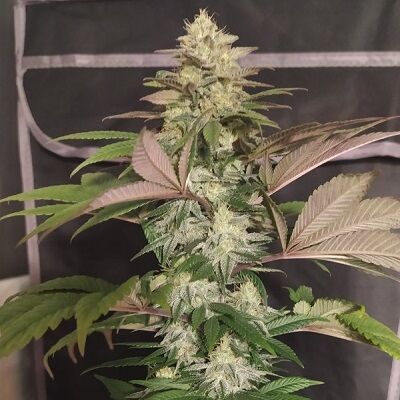 ErdPurt X PCK Regular