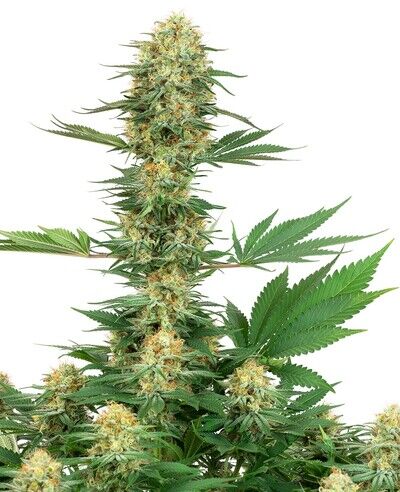 Gelato