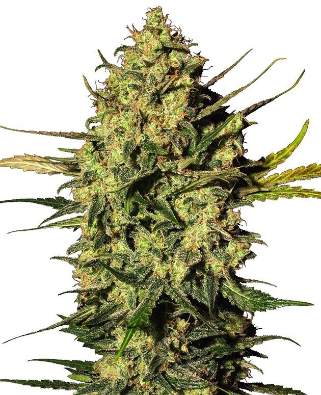 Auto Master Kush feminised cannabis seeds by White Label Seed Co. for indoor and outdoor
