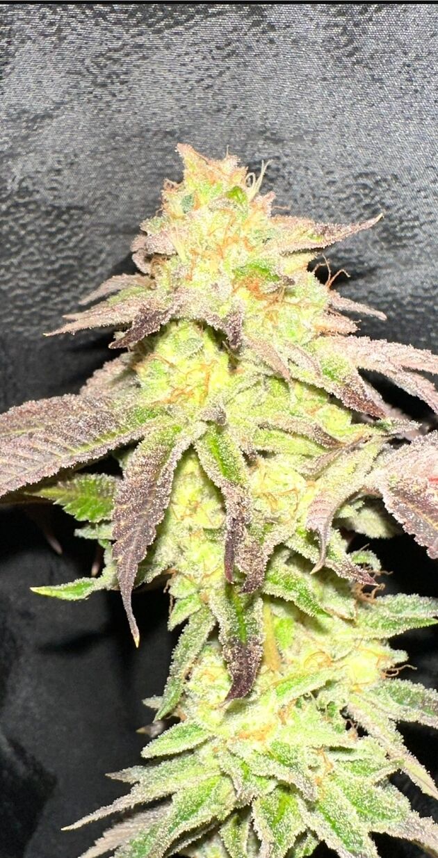 Cannabissamen MoZiZi Regulär von Karma Genetics für Indoor und Outdoor – Bild 3