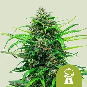 Auto Pink Runtz