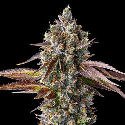 Strawberry Skrilla