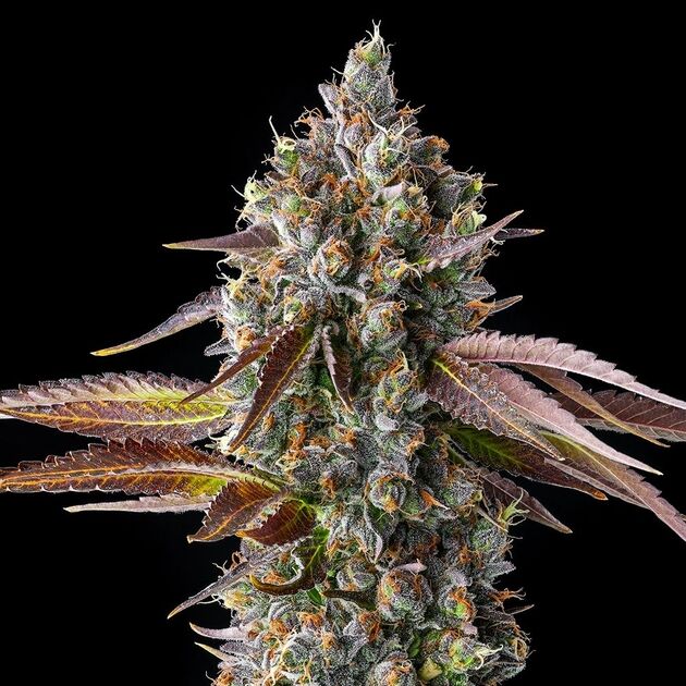 Cannabissamen Strawberry Skrilla feminisiert für Indoor und Outdoor