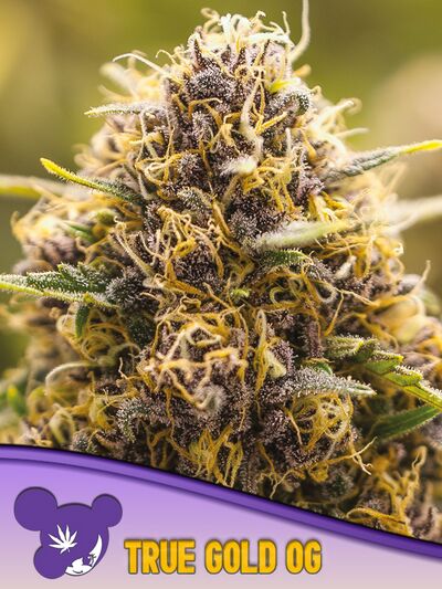 True Gold OG