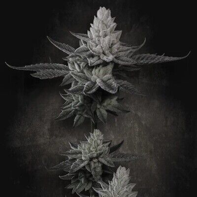 Chem Cake - Limited Edition