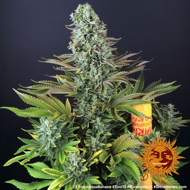 Cannabissamen Tropicanna Banana feminisiert von Barney's Farm für Indoor und Outdoor – Bild 2