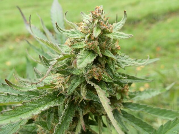 Graines de cannabis NLX x Purpurea 09 Régulier de Helvetic Seeds pour intérieur et extérieur – image 3