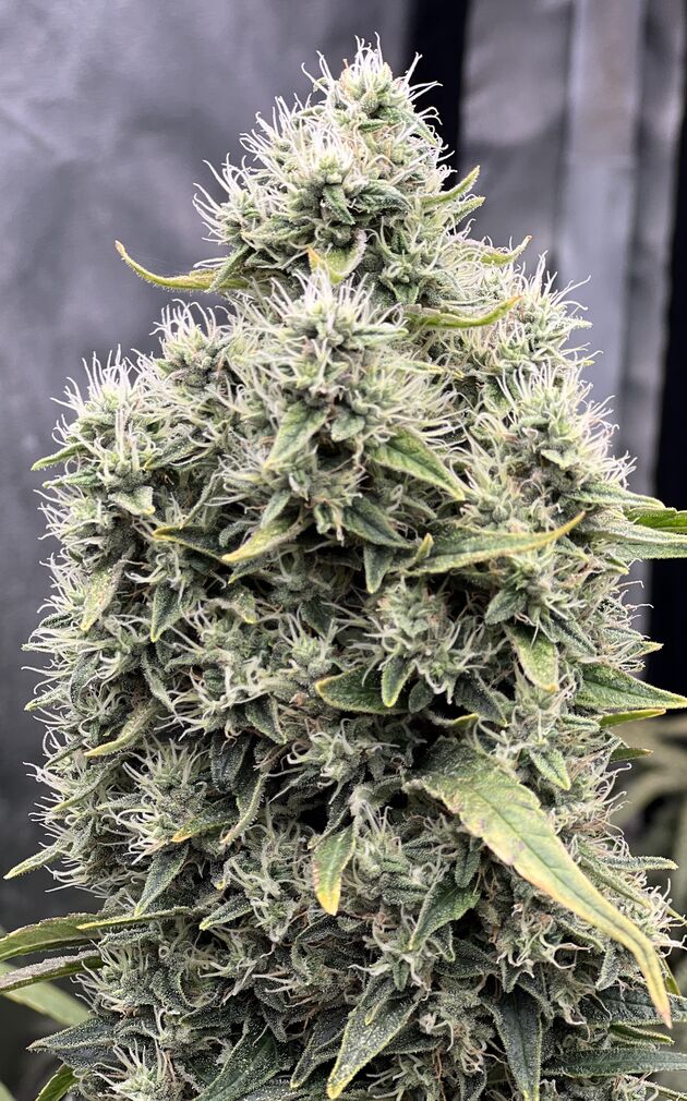 Cannabissamen Cali Tsunami feminisiert von Helvetic Seeds für Indoor und Outdoor – Bild 2