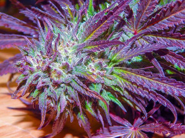 Dragon Stash F3 Red Version Regular cannabis seeds by Dragons Flame Genetics for indoor and outdoor – image 4