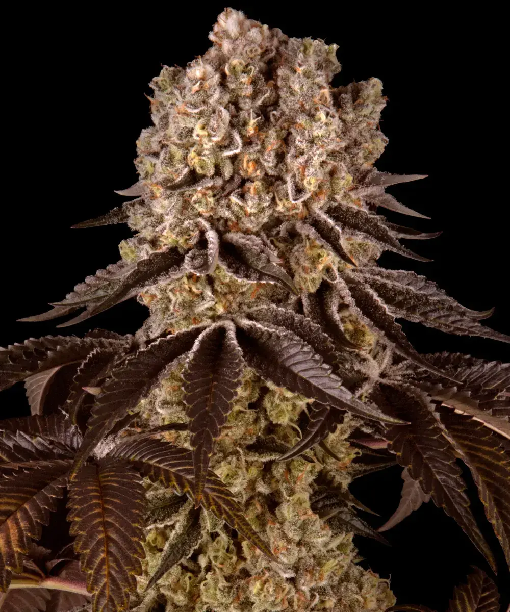Purple Punch feminised cannabis seeds by Barney's Farm for indoor and outdoor
