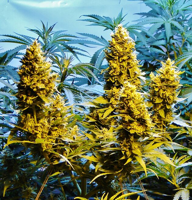 Cannabissamen Auto Northern Hog feminisiert von T.H. Seeds für Indoor und Outdoor – Bild 2